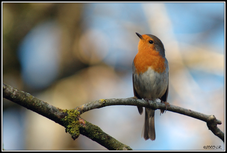 Rougegorge familier - Erithacus rubecula