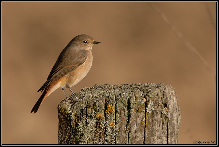 Rougequeue à front blanc - Phoenicurus phoenicurus