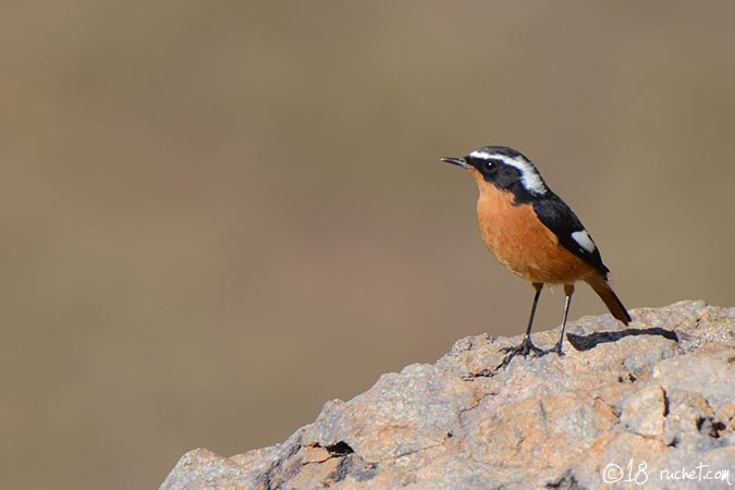 Codirosso algerino - Phoenicurus moussieri