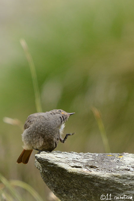 Codirosso spazzacamino - Phoenicurus ochruros