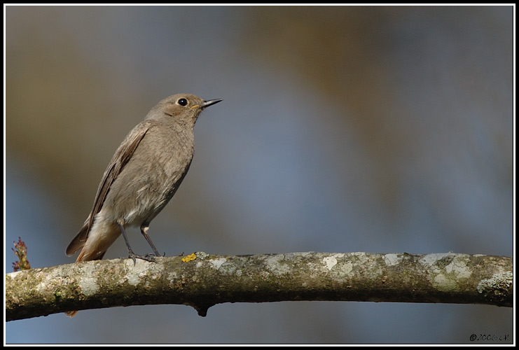 Codirosso spazzacamino - Phoenicurus ochruros