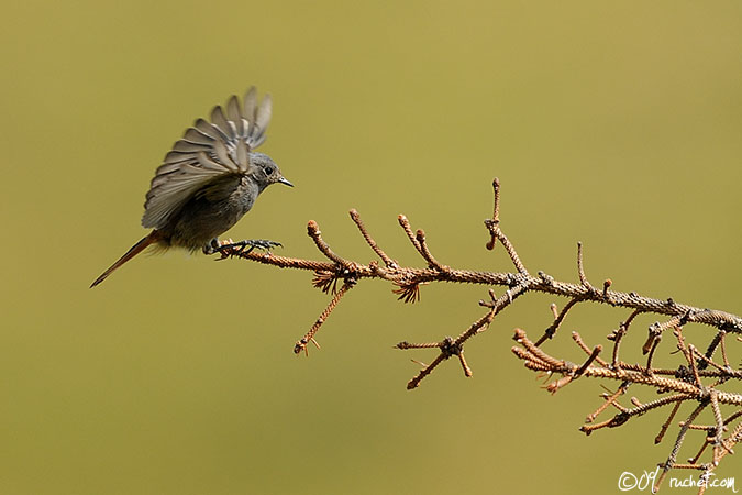 Codirosso spazzacamino - Phoenicurus ochruros