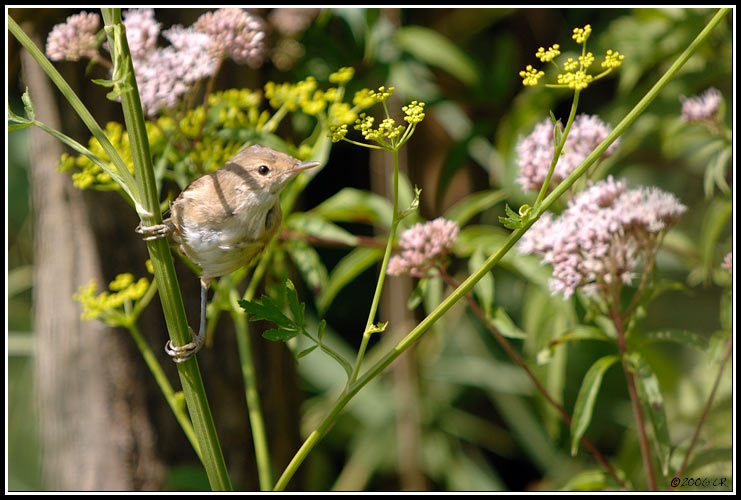 Rousserolle effarvatte - Acrocephalus scirpaceus