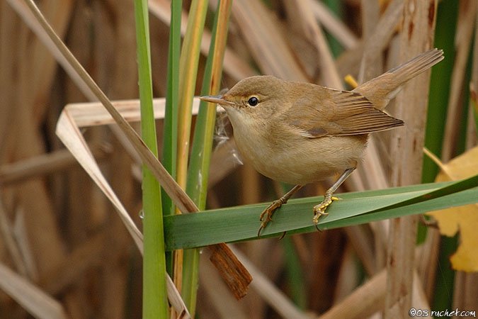 Rousserolle effarvatte - Acrocephalus scirpaceus