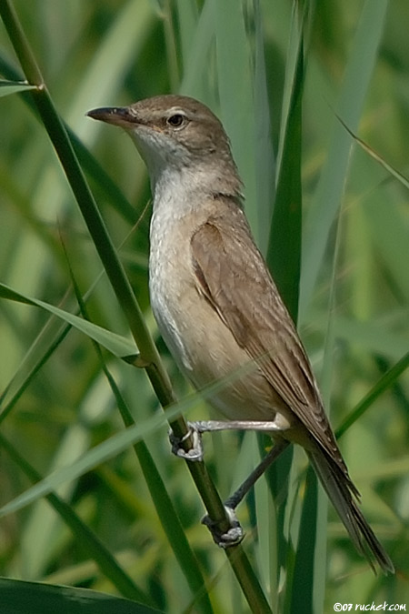 Cannareccione - Acrocephalus arundinaceus