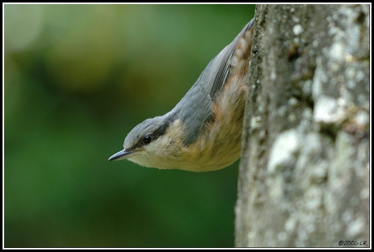 Wood nuthatch - Sitta europaea