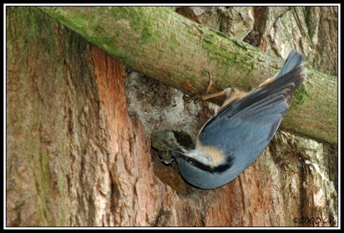 Kleiber - Sitta europaea