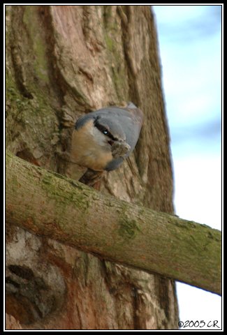 Kleiber - Sitta europaea