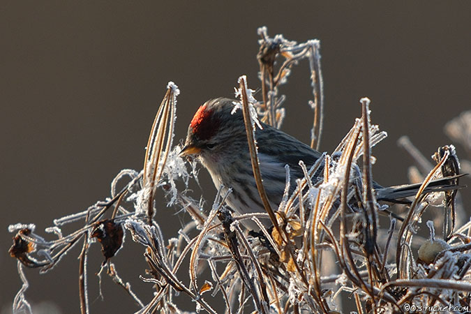 Sizerin cabaret - Carduelis cabaret