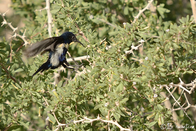 Purpurnektarvogel - Cinnyris asiaticus