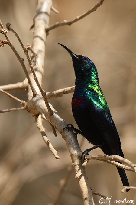 Nettarinia splendente - Cinnyris habessinicus