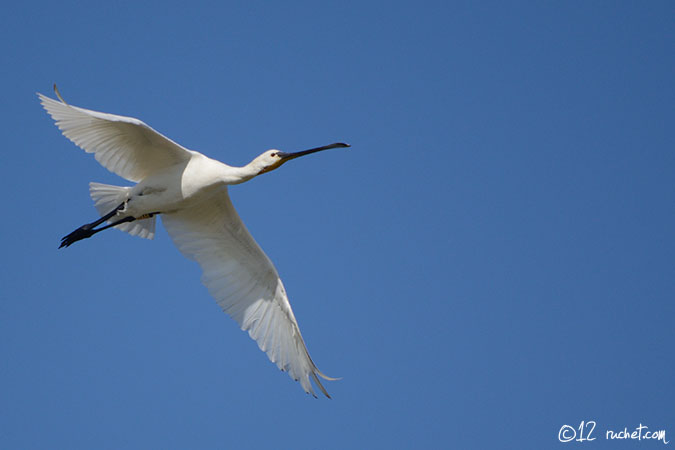 Spatule blanche - Platalea leucorodia