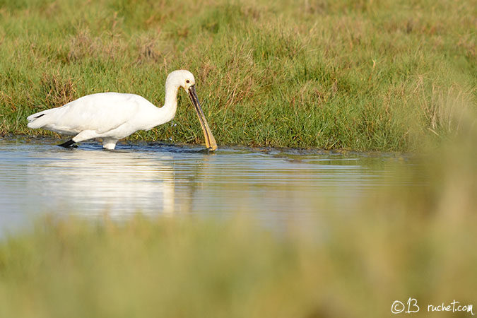 Spatule blanche - Platalea leucorodia