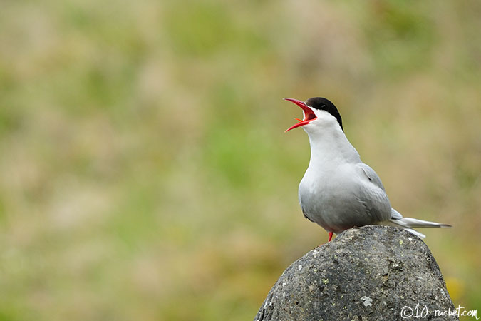 Sterna codalunga - Sterna paradisaea