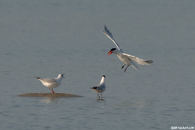 Caspian Tern - Sterna caspia