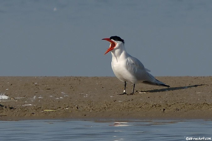 Caspian Tern - Sterna caspia