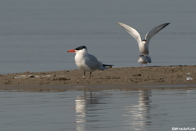 Caspian Tern - Sterna caspia