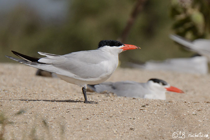 Caspian Tern - Sterna caspia