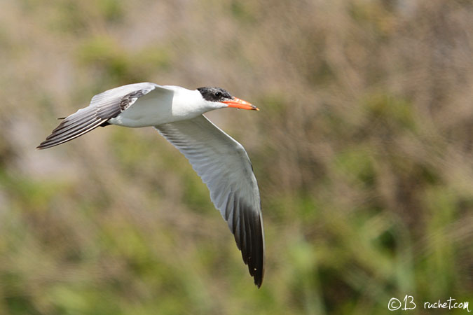 Caspian Tern - Sterna caspia