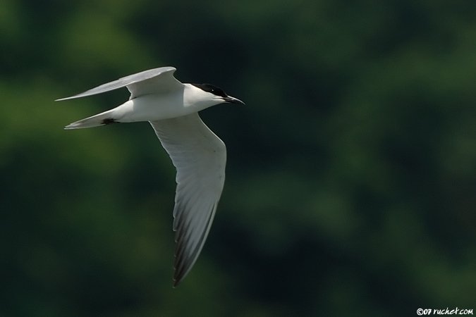 Gull-billed Tern - Sterna nilotica