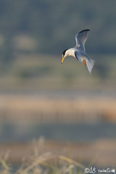 Little Tern - Sterna albifrons