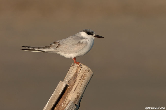 Flussseeschwalbe - Sterna hirundo