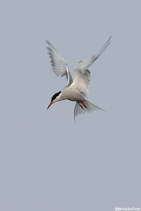 Flussseeschwalbe - Sterna hirundo