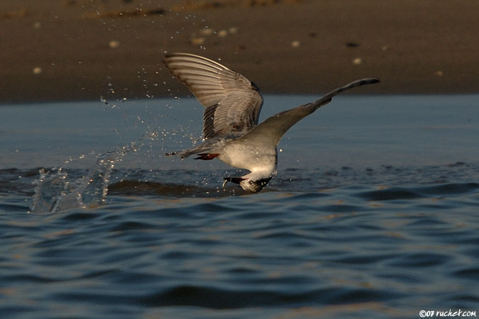 Sterna comune - Sterna hirundo