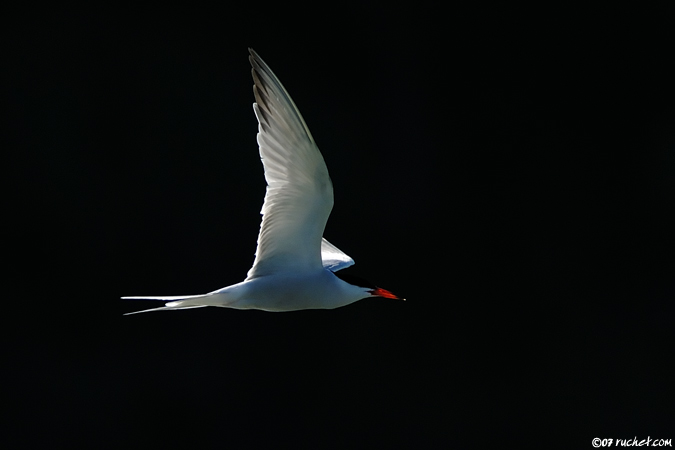 Flussseeschwalbe - Sterna hirundo