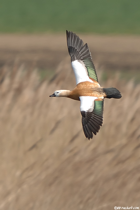 Ruddy shelduck - Tadorna ferruginea