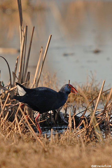 Talève sultane - Porphyrio porphyrio