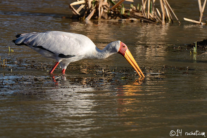 Tantalo beccogiallo - Mycteria ibis
