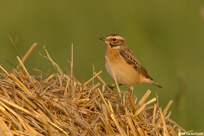 Tarier des prés - Saxicola rubetra