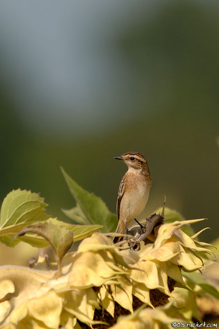 Stiaccino - Saxicola rubetra