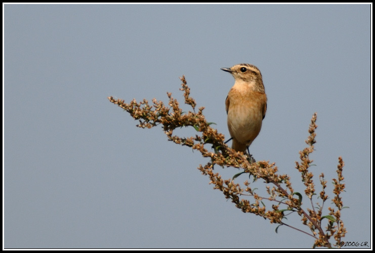 Stiaccino - Saxicola rubetra