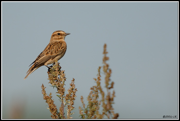 Tarier des prés - Saxicola rubetra