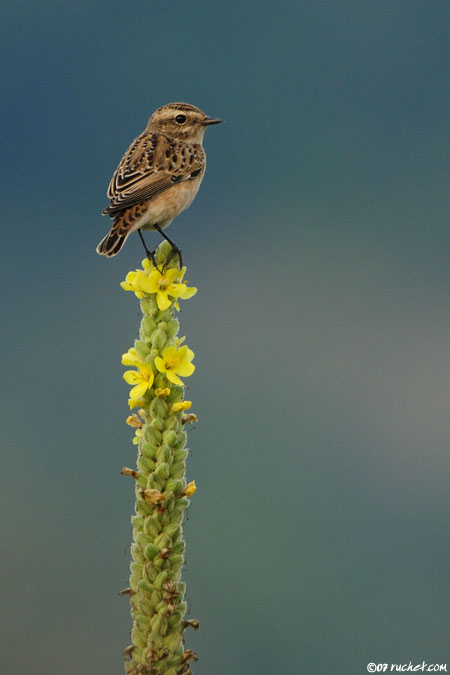 Whinchat - Saxicola rubetra