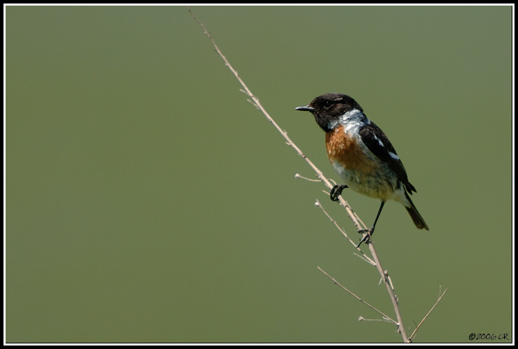 Saltimpalo - Saxicola torquata