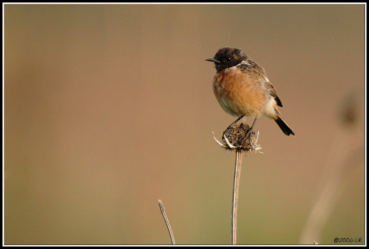 Saltimpalo - Saxicola torquata