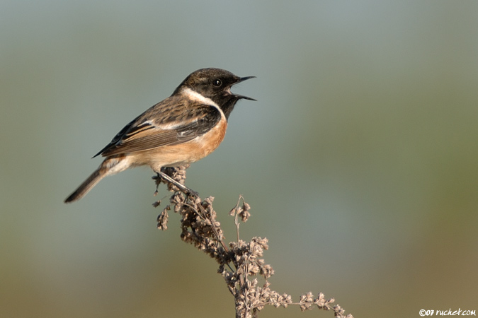 Saltimpalo - Saxicola torquata