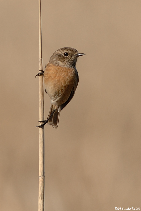 Saltimpalo - Saxicola torquata