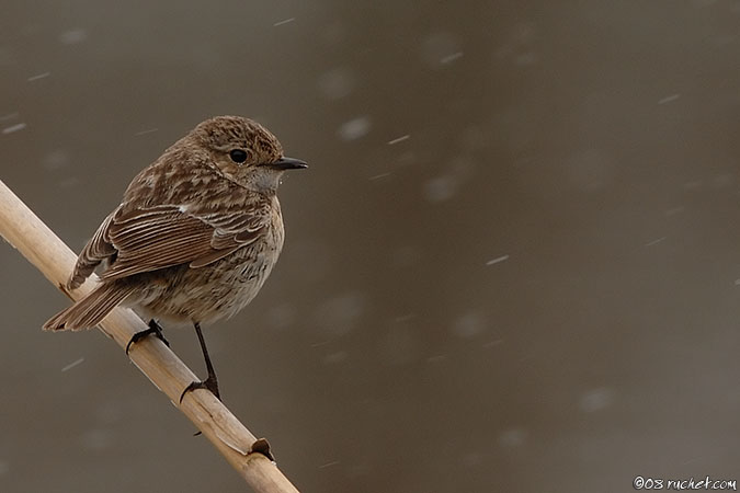 Saltimpalo - Saxicola torquata