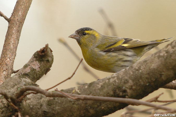 Tarin des aulnes - Carduelis spinus