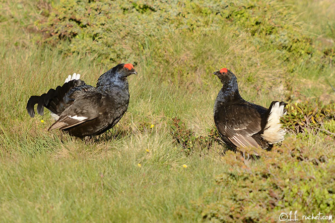 Black Grouse - Tetrao tetrix