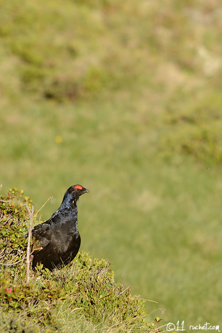 Black Grouse - Tetrao tetrix