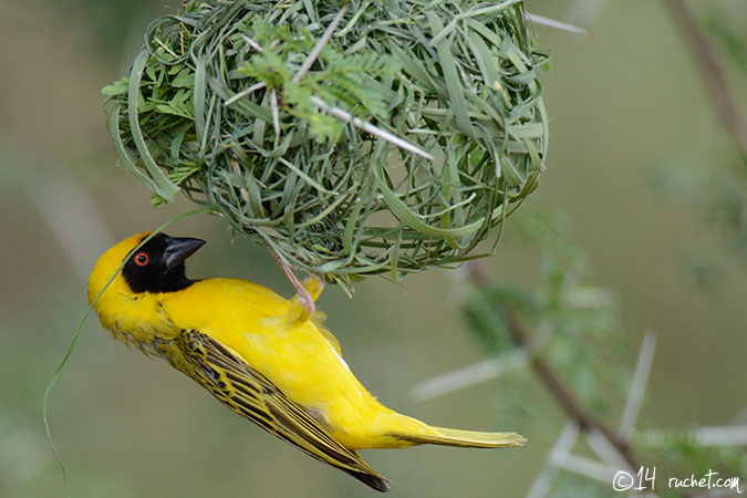 Tessitore mascherato africano - Ploceus velatus