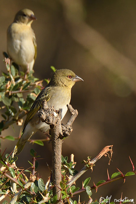 Rüppell's Weaver - Ploceus galbula