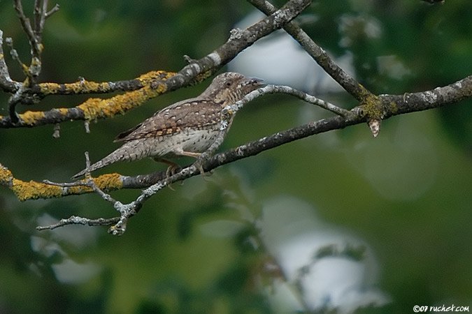 Eurasian Wryneck - Jynx torquilla