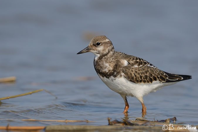 Tournepierre à collier - Arenaria interpres