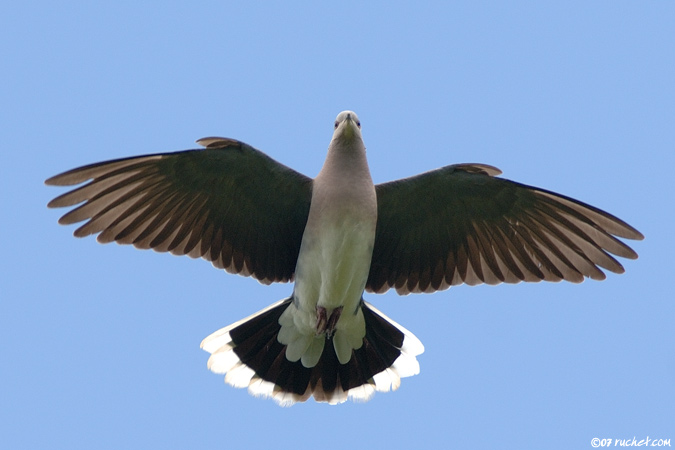 Tortora selvatica - Streptopelia turtur